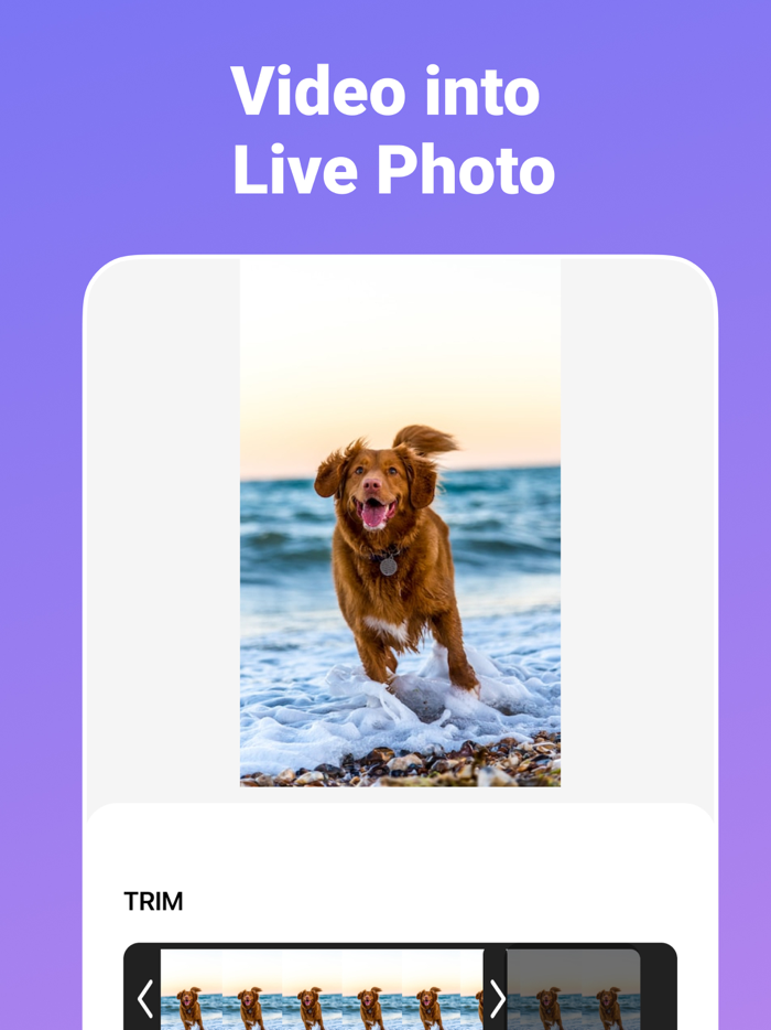Video to GIF Maker  Converter