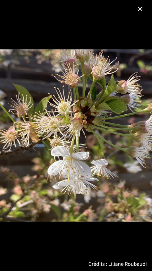 #8. Smart'Flore (iOS) 由: Tela Botanica