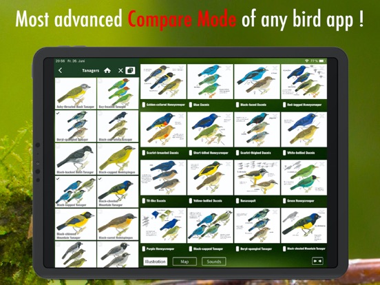 All Birds Ecuador field guide iPad app afbeelding 7