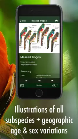 Game screenshot All Birds Guianas hack