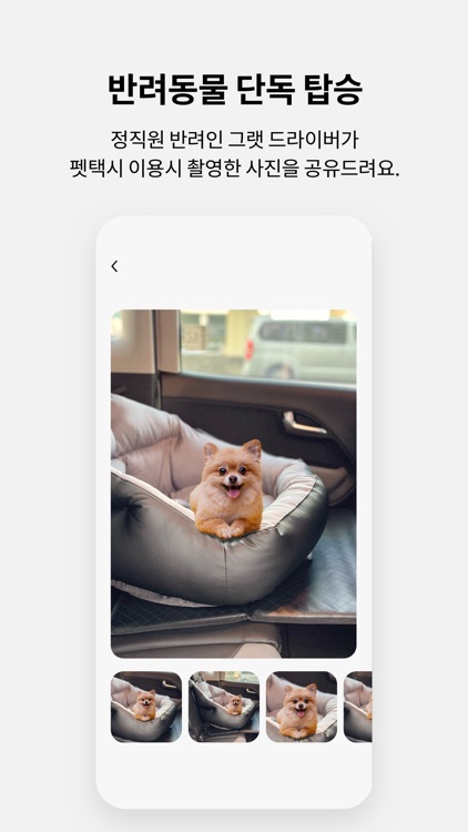 그랫 - 동물병원 screenshot-5