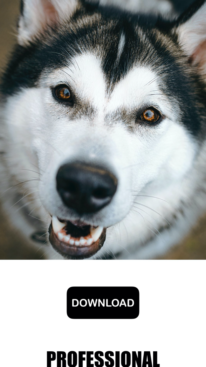 Dog and Puppy Wallpapers - woof