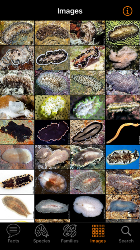 #5. Marine Flatworms ID (iOS) 由: Gary Cobb