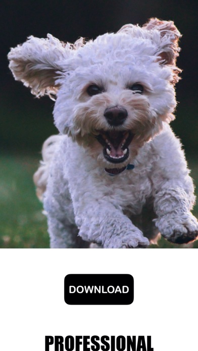 Dog & Puppy Wallpapers - woof!のおすすめ画像3