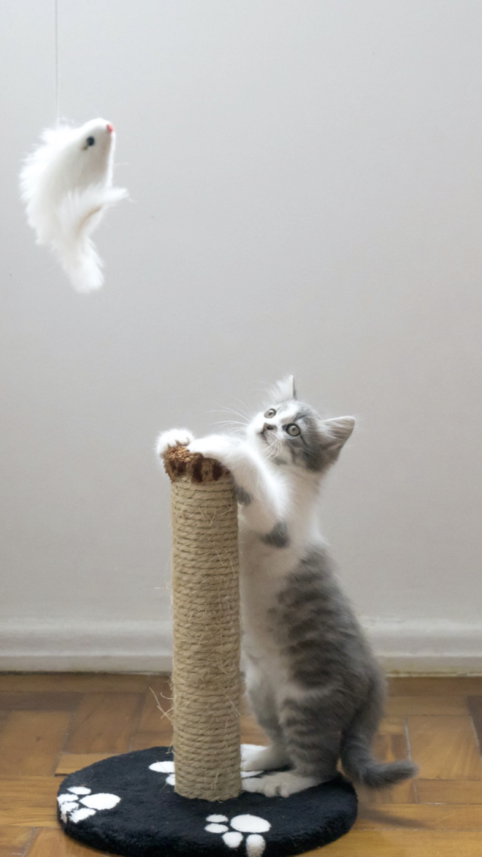 Cat and Kitten Wallpapers - meow