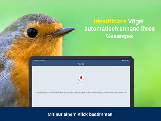 Screenshot #5 pour Vogelstimmen Id - Rufe,Gesänge