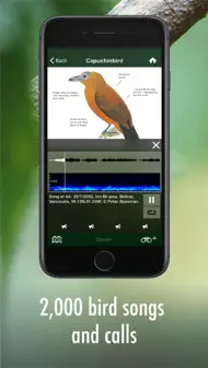 All Birds Guianas iphone bilder 3