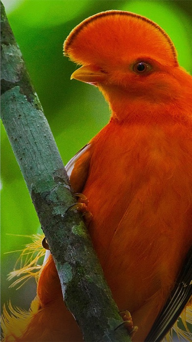 Screenshot #2 pour All Birds Guianas