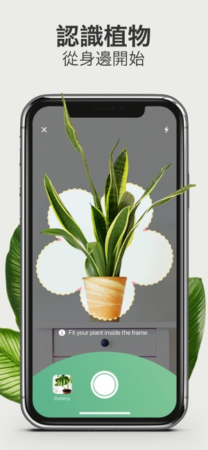Blossom - 辨識花,快速識別植物種類