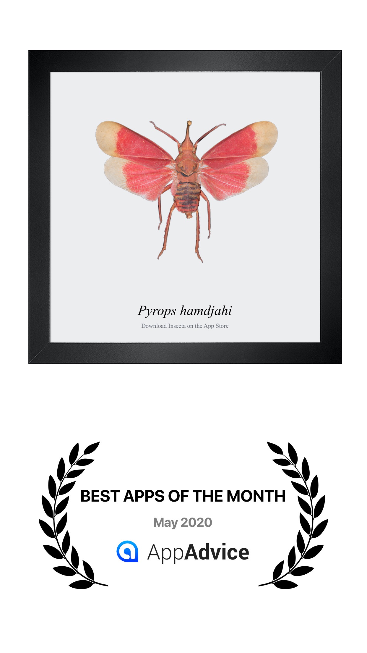 Screenshot do app Insecta: