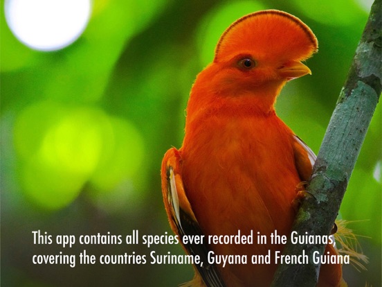 Screenshot #5 pour All Birds Guianas