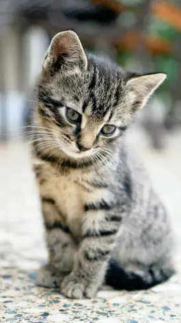 Game screenshot Cat & Kitten Wallpapers - meow hack