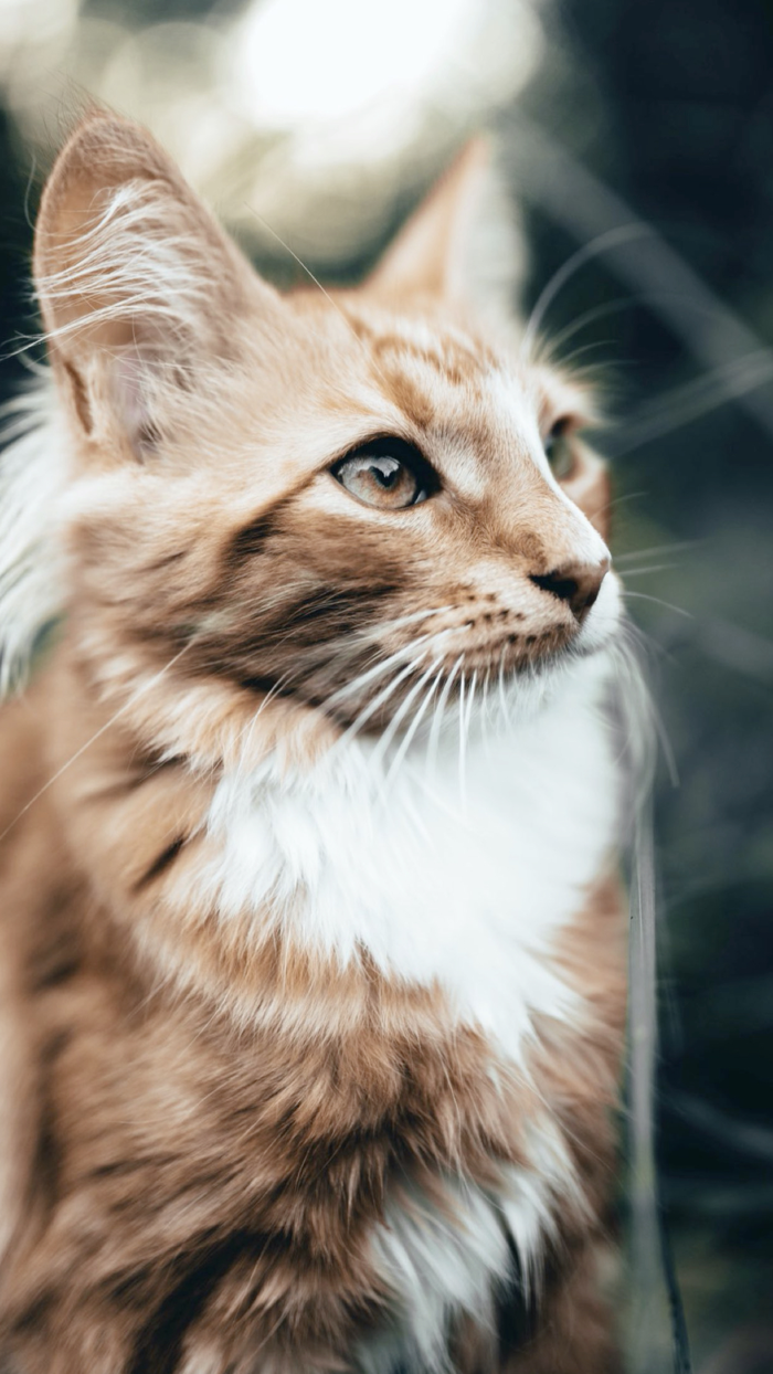 Cat and Kitten Wallpapers - meow