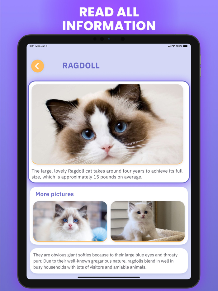 Cat Scanner  Breed Identifier