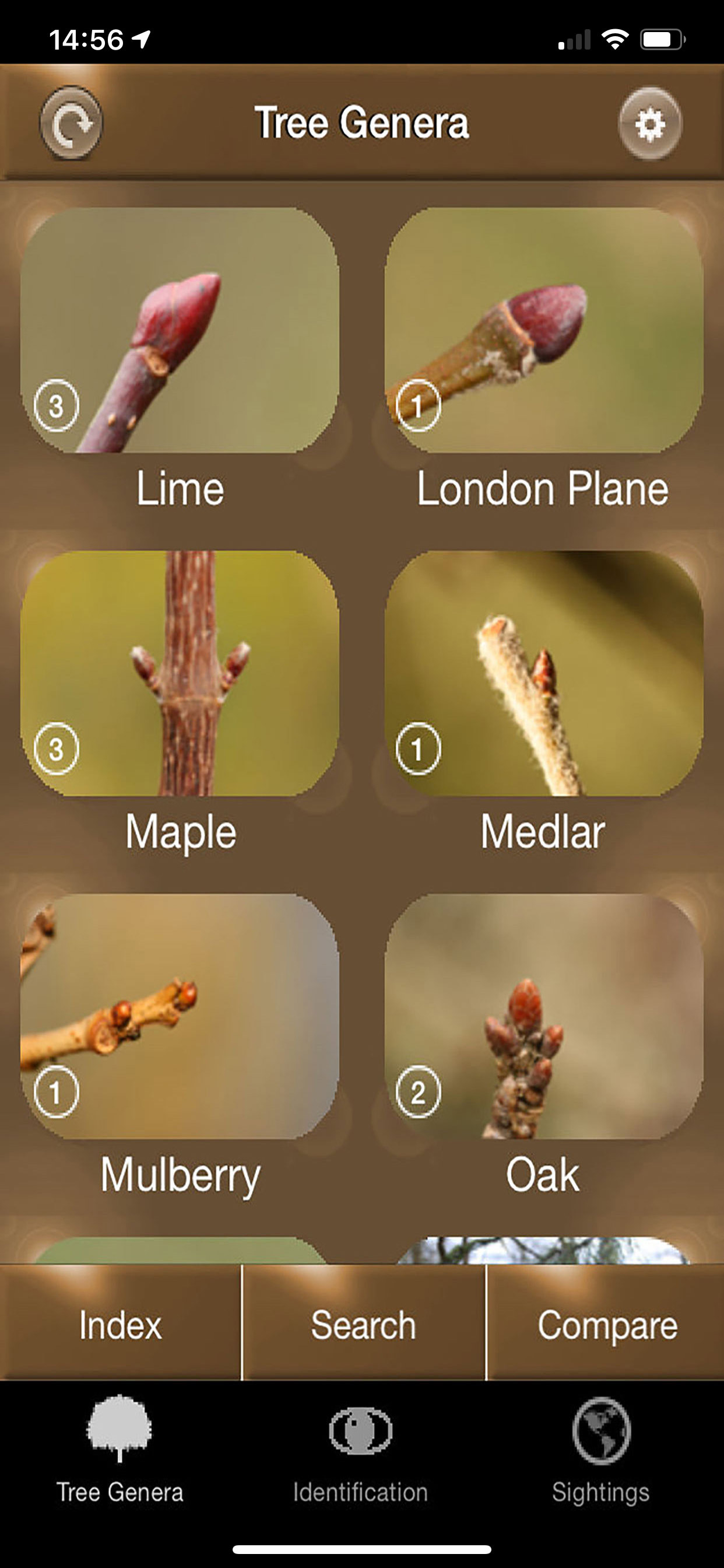 Winter Tree Id - British Isles