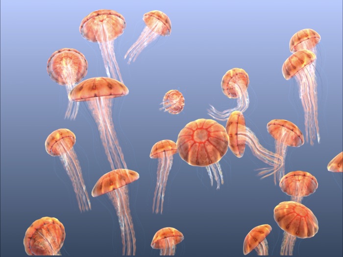 Jellyfish Chrysaora