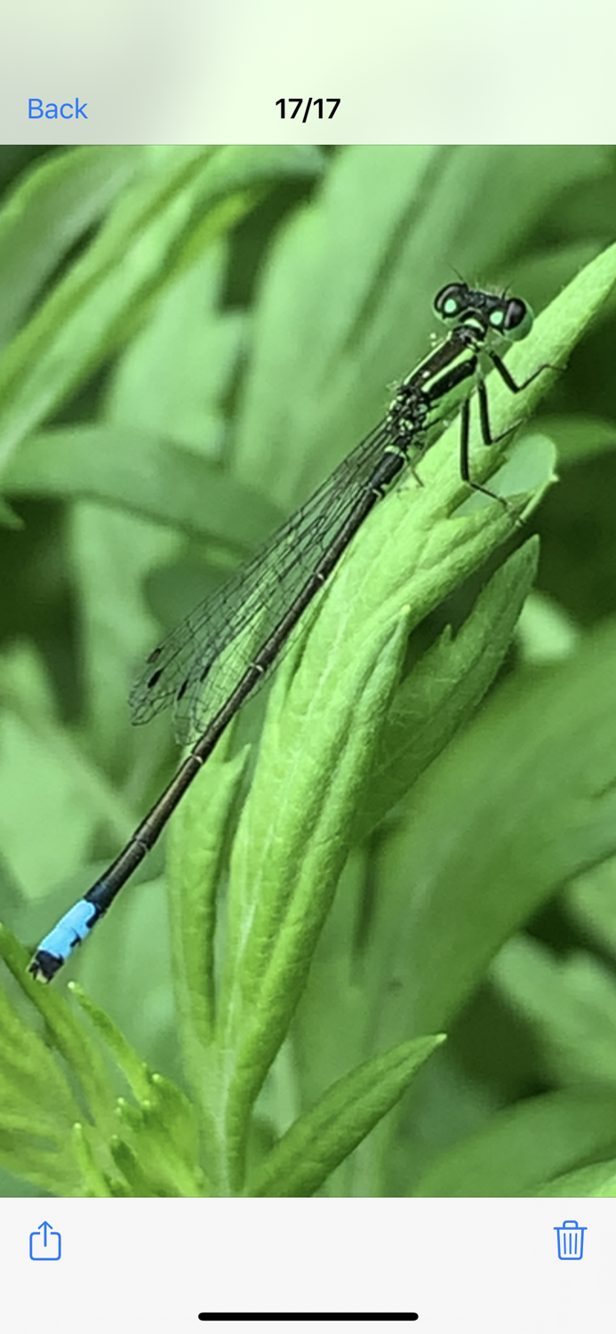SuperVision Magnifier