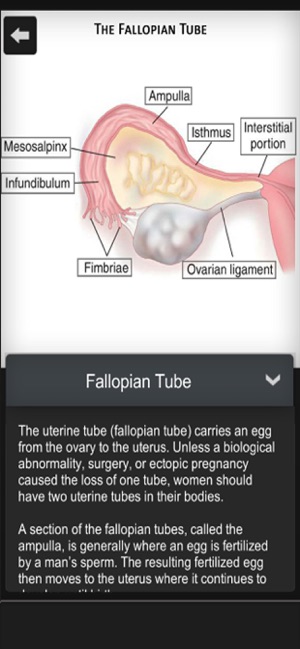 Female Anatomy 3D Visualizer(圖4)-速報App