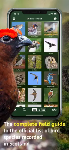 Game screenshot All Birds Scotland Photo Guide apk