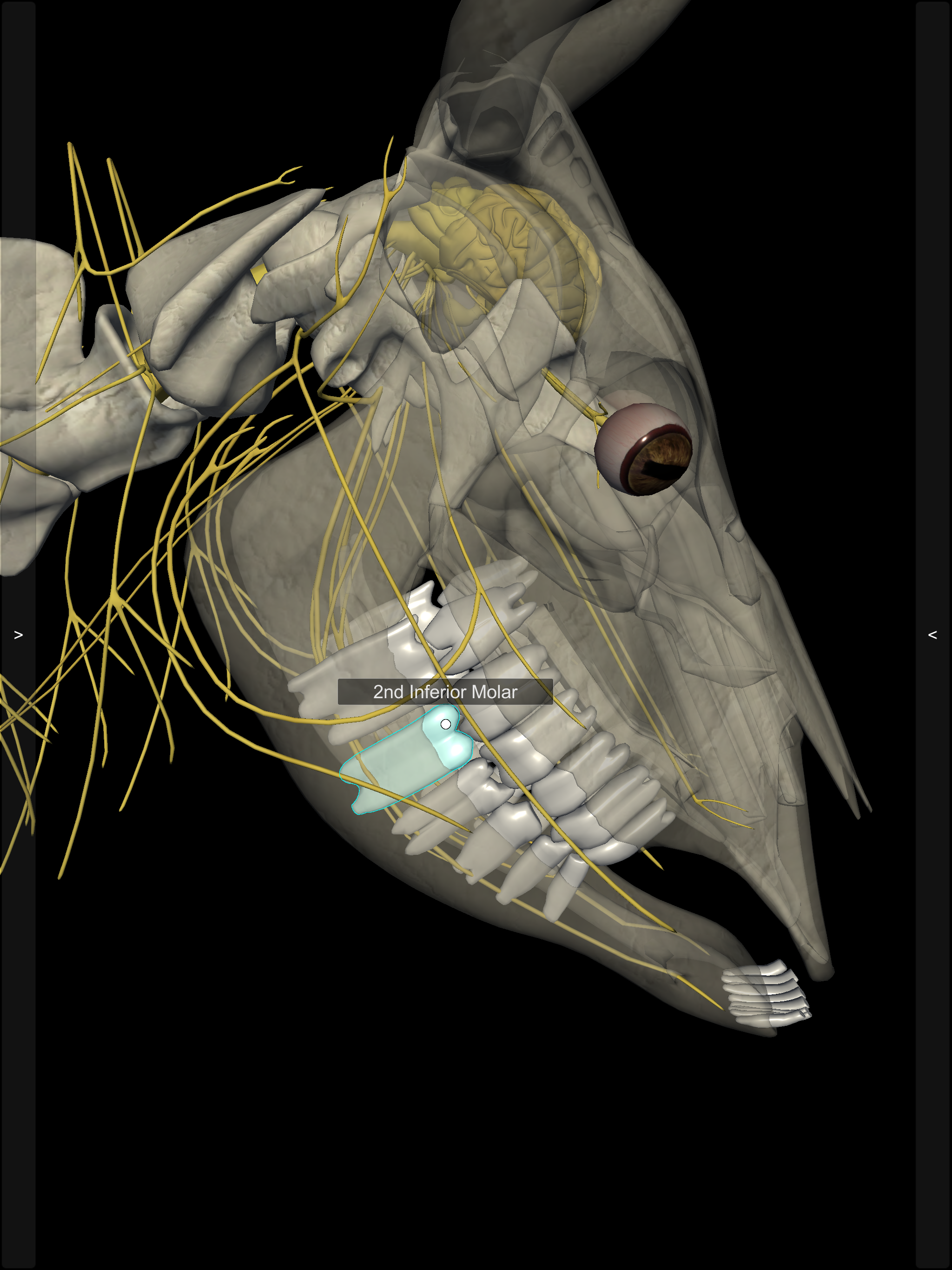 3D Bovine Anatomy