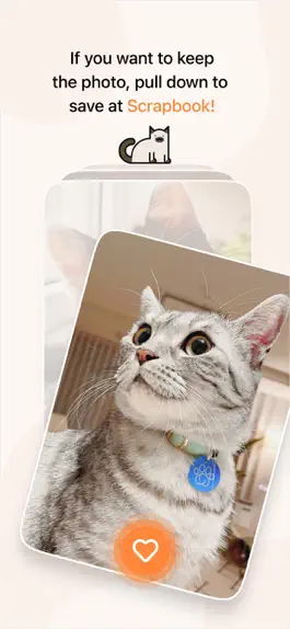 Game screenshot Cutie Cat Photo Contest hack