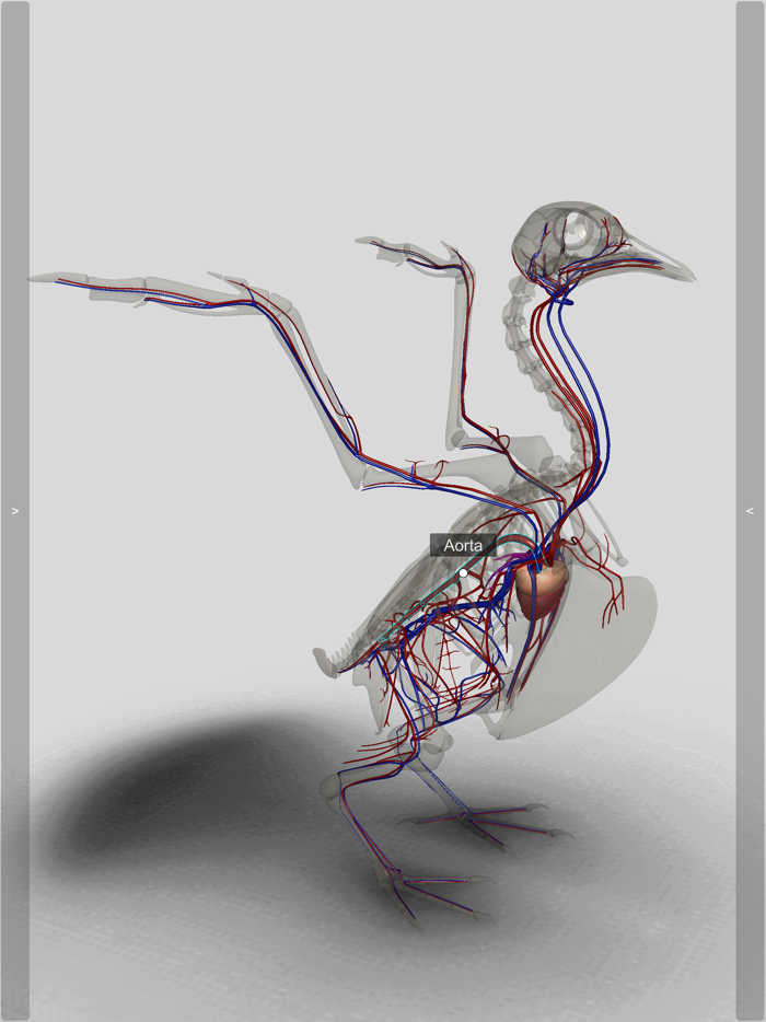 3D Bird Anatomy