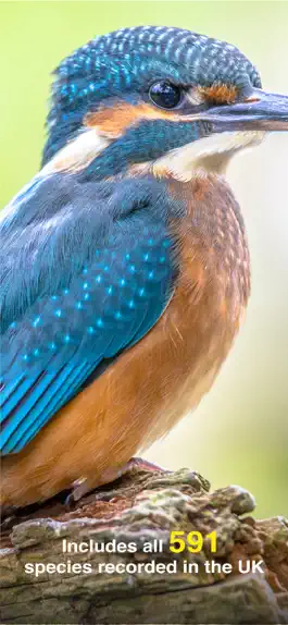 Game screenshot All Birds UK - the Photo Guide apk