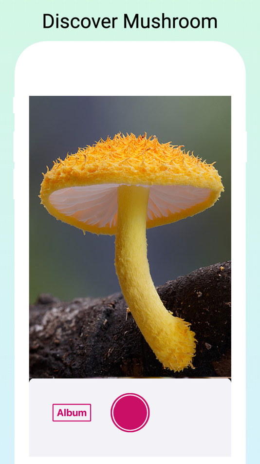 #2. Mushroom Identifier by photo (iOS) 由: RLAM FZCO