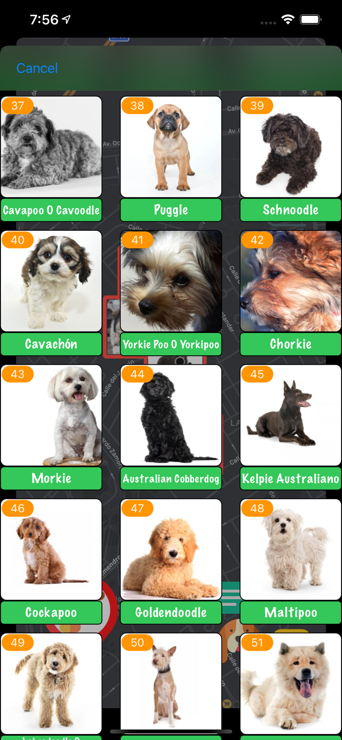 Dog Chat - Dogs Chats