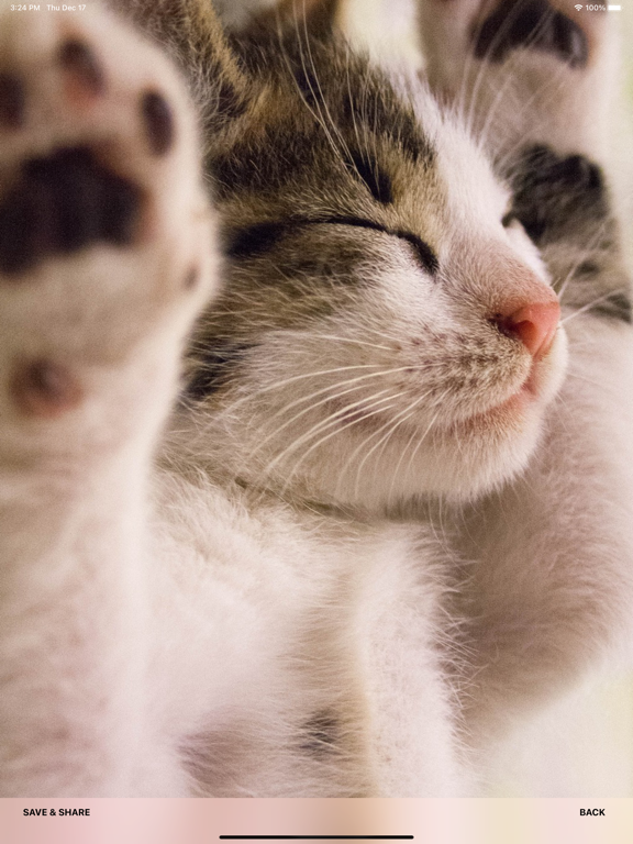 Screenshot #5 pour Fond d'écran Cute Cat HD