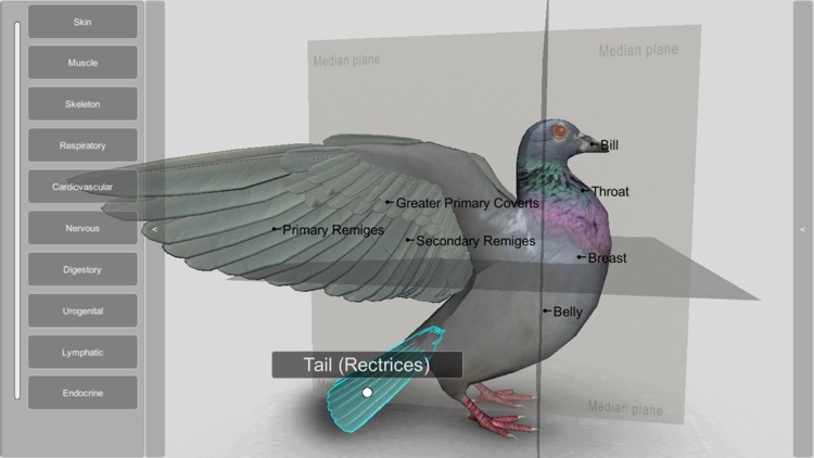 3D Bird Anatomy screenshot-0