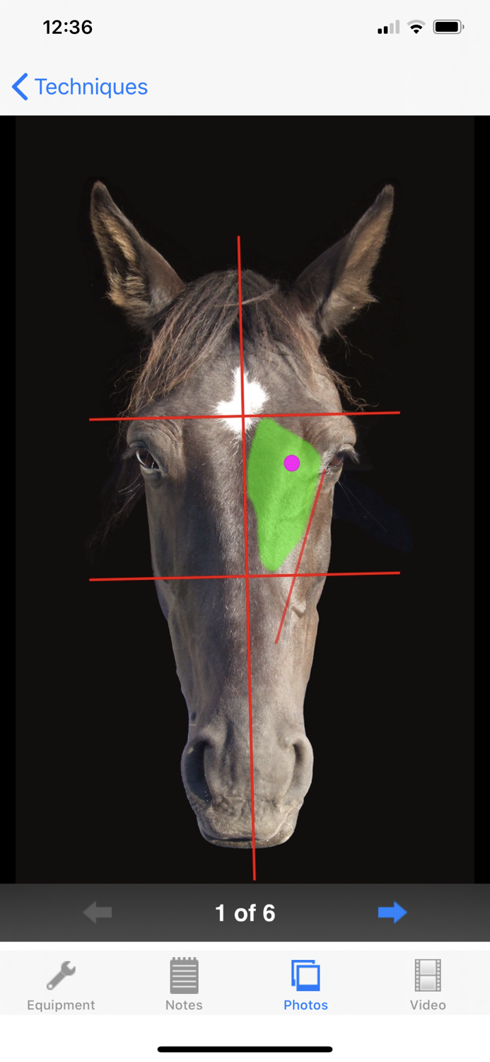 BEVA Equine Techniques