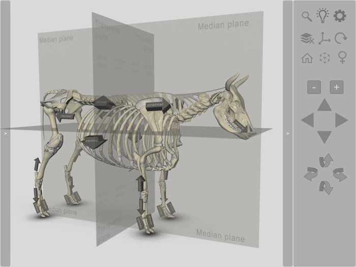 3D Bovine Anatomy