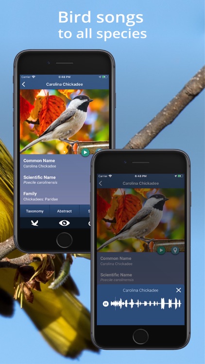 Bird Id USA - backyard birds screenshot-7