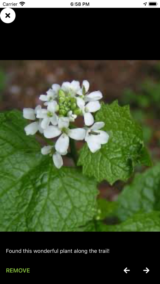 #2. Landscape Mobile 3 (iOS) Podle: Dendroyka LLC