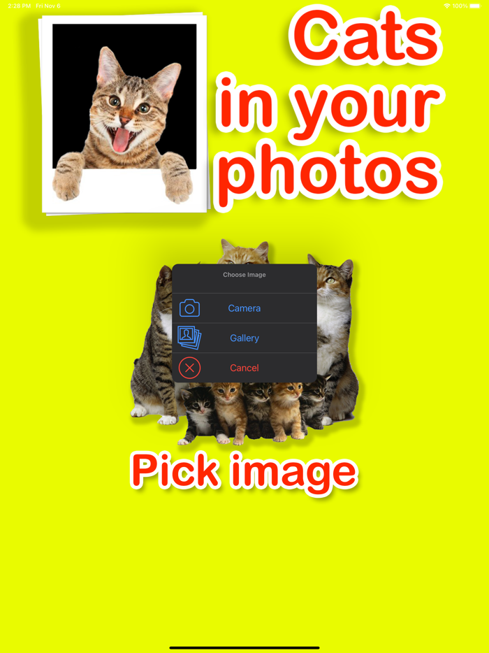 Cats in your photos