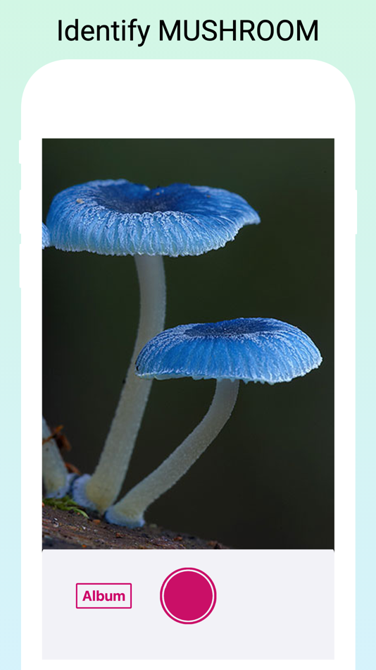 Mushroom Identifier by photo - 1.12 - (iOS)