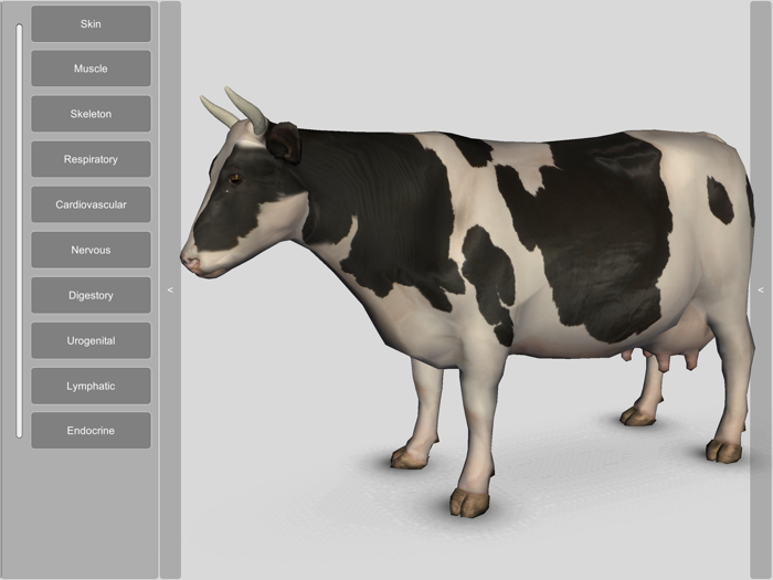 3D Bovine Anatomy