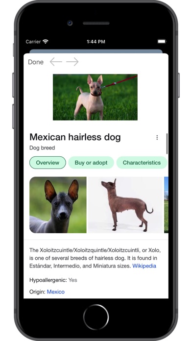 Dog Breed AI Screenshot