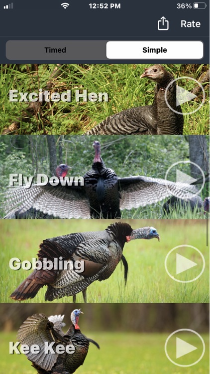 Wild Turkey Calls