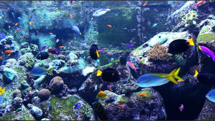 Screenshot #1 pour Aquarium Fish Tank HD