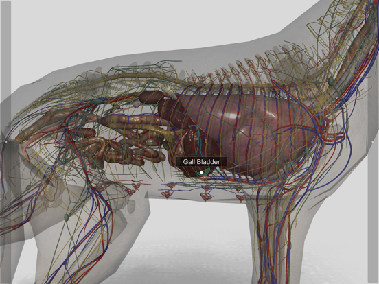 3D Canine Anatomyのおすすめ画像8