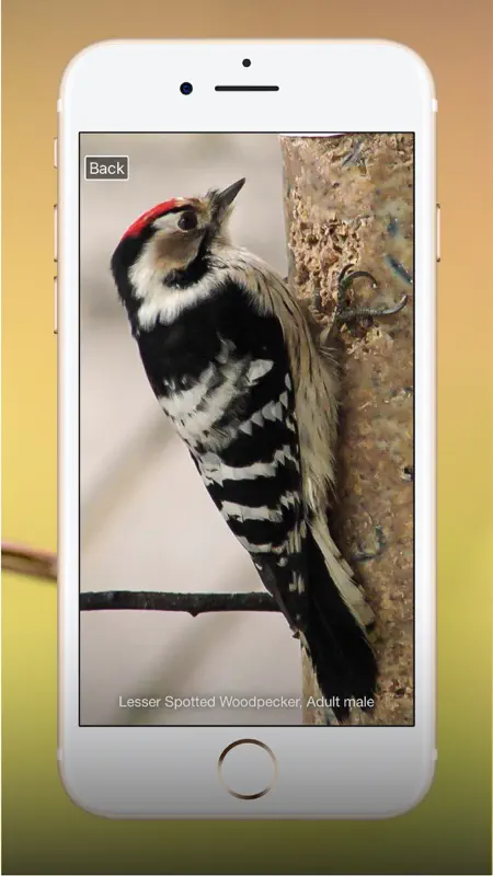 All Birds UK - the Photo Guide screenshot 10 of 10