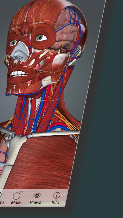 Screenshot #3 pour Anatomus