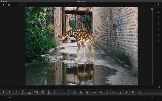 Urban Jungle Photo Editing App