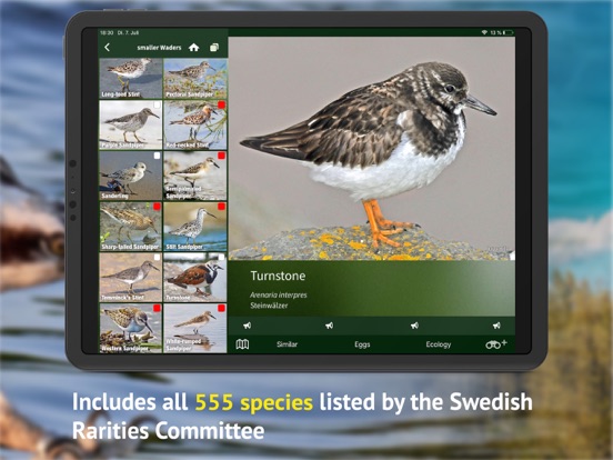 Screenshot #6 pour All Birds Sweden - Photo Guide