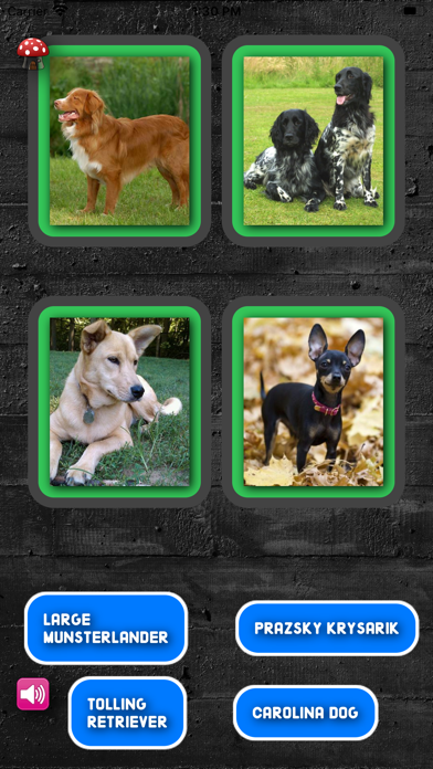 A Dogs Breed Quizのおすすめ画像4