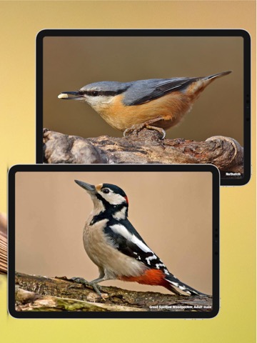 All Birds UK - the Photo Guideのおすすめ画像10