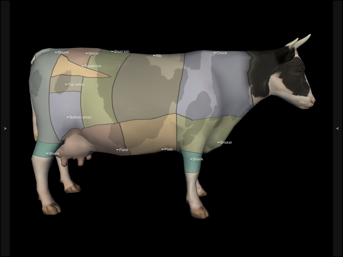 3D Bovine Anatomy