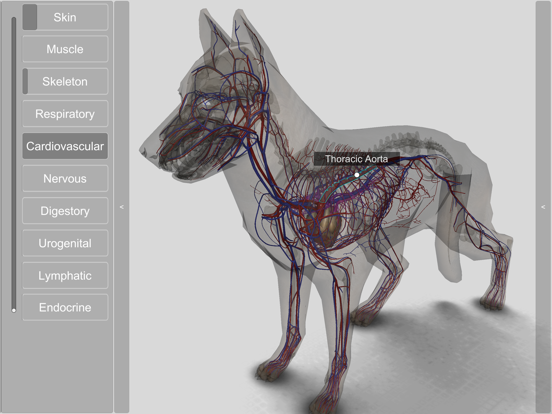 3D Canine Anatomy